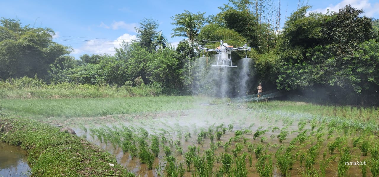 Drone spraying crops in a paddy field